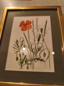 Framed poppy flowers pictuer water coloer signed J, kuhn artist June Kuhn