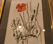 Framed poppy flowers pictuer water coloer signed J, kuhn artist June Kuhn