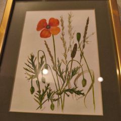 Framed poppy flowers pictuer water coloer signed J, kuhn artist June Kuhn