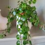 Sedum Makinoi "Tundra Tornado "  trailing plant Image 2