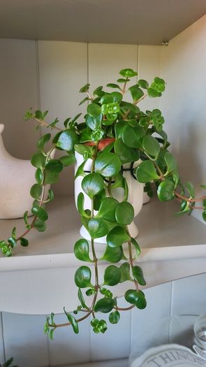Sedum Makinoi "Tundra Tornado "  trailing plant