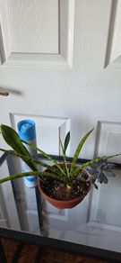 Plants set