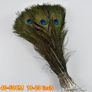 Real Peacock Feathers Image 2