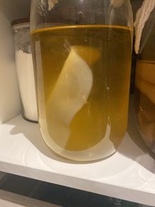 kombucha scoby
