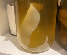 kombucha scoby