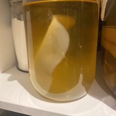kombucha scoby