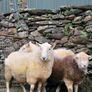 Wicklow  cheviot hoggat rams Image 2