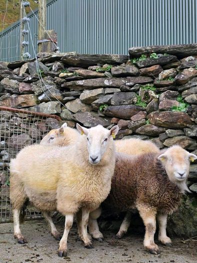Wicklow  cheviot hoggat rams
