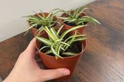 Small spider plant house plant