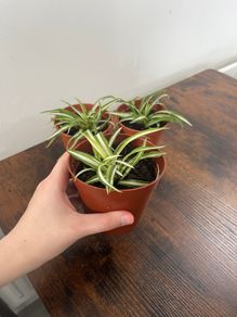 Small spider plant house plant