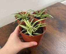 Small spider plant house plant