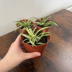 Small spider plant house plant