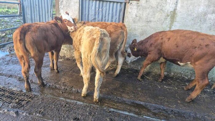 Heifers