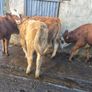 Heifers Image 7