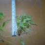 Aquarium plants Image 3