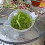 aquarium plants Image 6