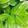 Laurel Hedging Image 4