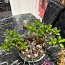 indoor plant Image 2