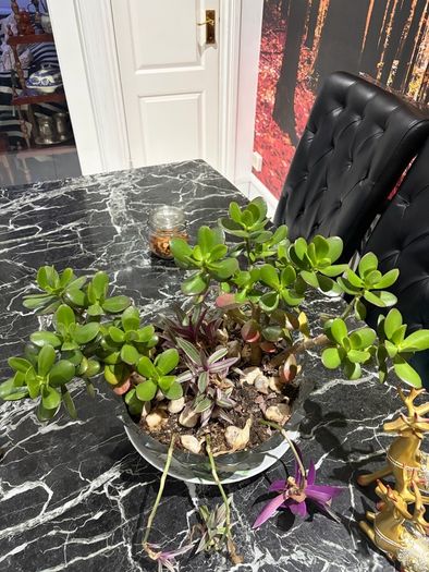indoor plant
