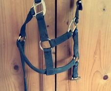 Mackey nylon headcollar