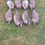 decoys Image 2