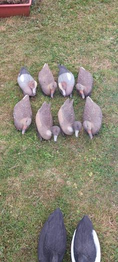 decoys