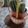 Cactus Plants Image 4