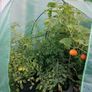 Greenhouse Image 4