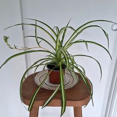 Spider Plant with spiderette