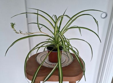 Spider Plant with spiderette