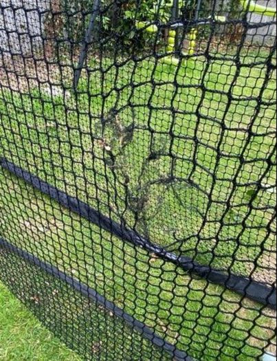 Golf net