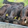 22 Angus Heifers Image 8