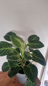 Philodendron 'Birkin' Filodendron