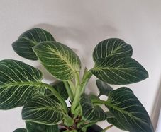 Philodendron 'Birkin' Filodendron