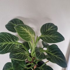 Philodendron 'Birkin' Filodendron