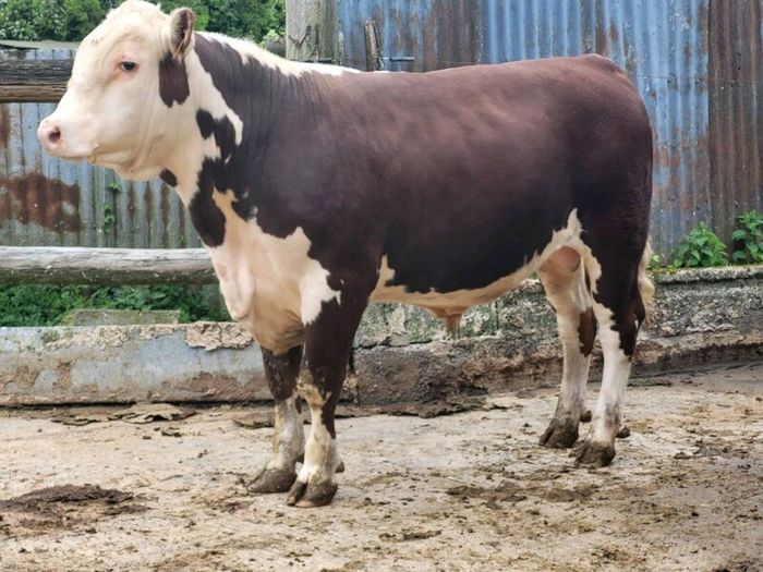 Hereford bulls