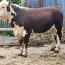 Hereford bulls Image 5