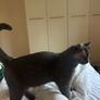 British shorthair cats Image 2