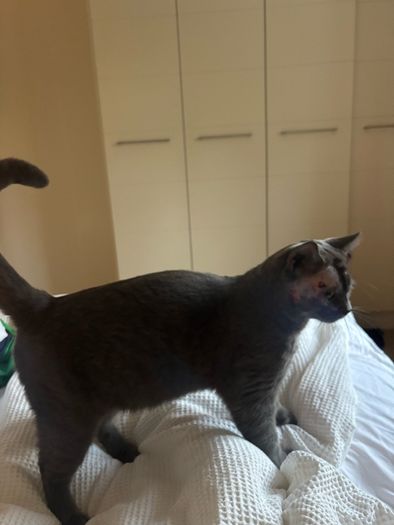 British shorthair cats