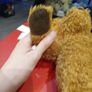 Brown Bear Jellycat Image 7