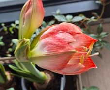 Large Flowering Amaryllis Ready to Bloom!