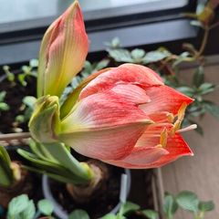Large Flowering Amaryllis Ready to Bloom!