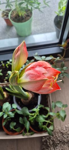 Large Flowering Amaryllis Ready to Bloom!