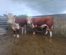 Pedigree Hereford Bulls