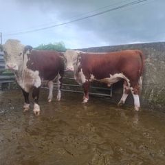 Pedigree Hereford Bulls