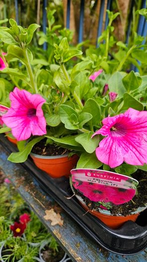 Trailing Baskets Plants Surfinia,