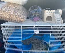 hamster cage