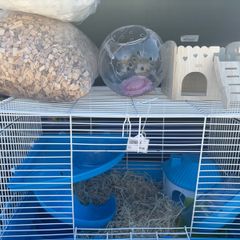 hamster cage