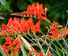 crocosmia