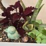 indoor plant Image 2